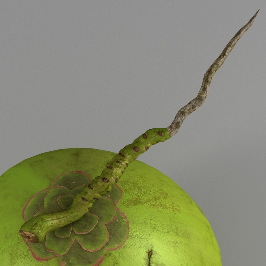 3ds max coconut nut coco https://p.turbosquid.com/ts-thumb/yD/iSNx5R/2JDA0Vb0/02/jpg/1432776065/1920x1080/fit_q87/76c8d388aff51842b09d599513aceb383fd3cc89/02.jpg