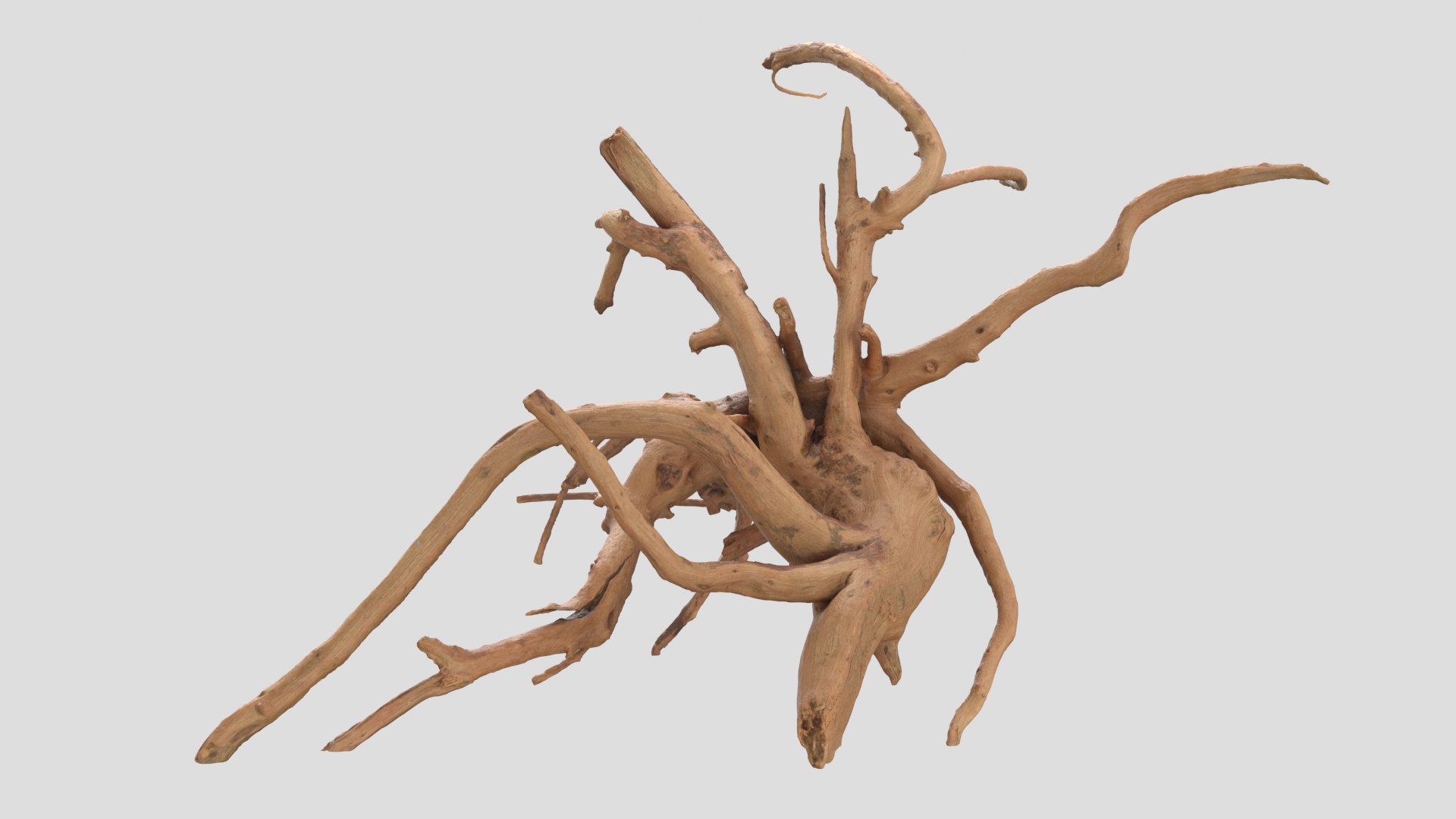 3D Tree Root - TurboSquid 1695164