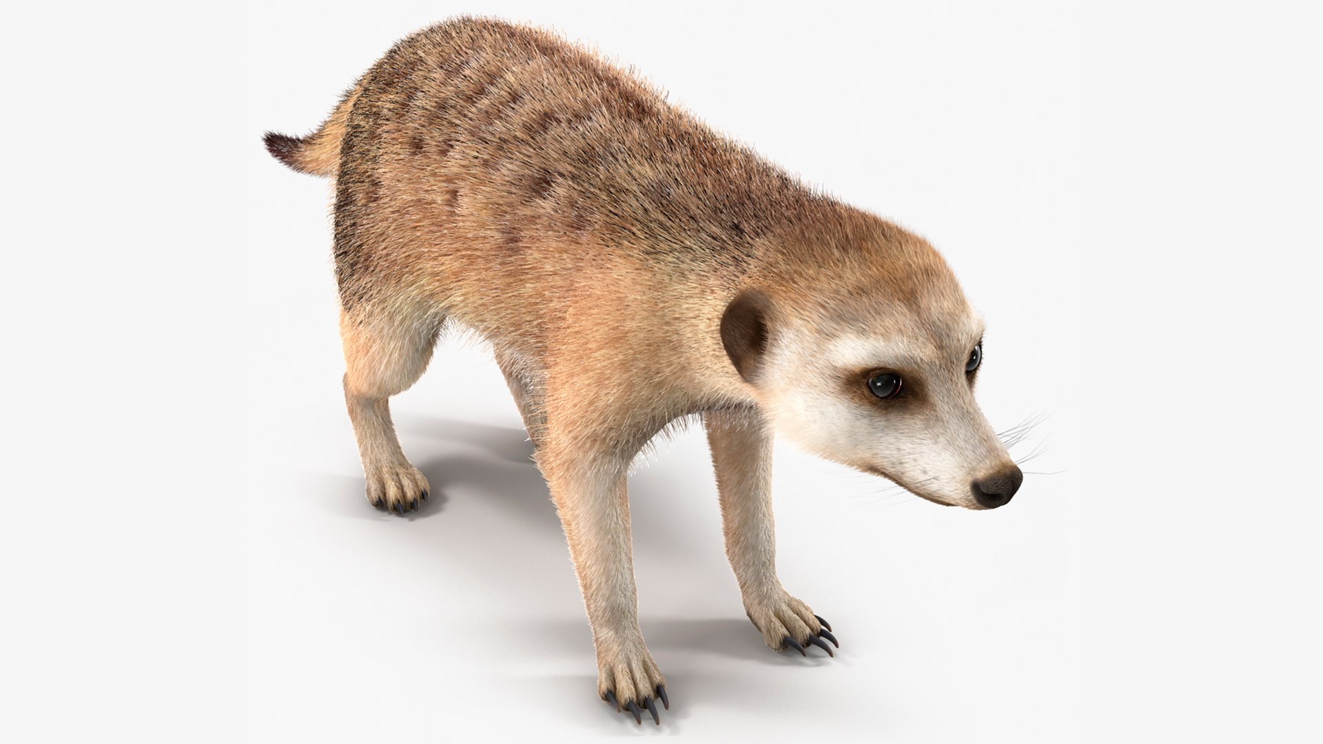Meerkat Neutral Pose Fur 3D model preview