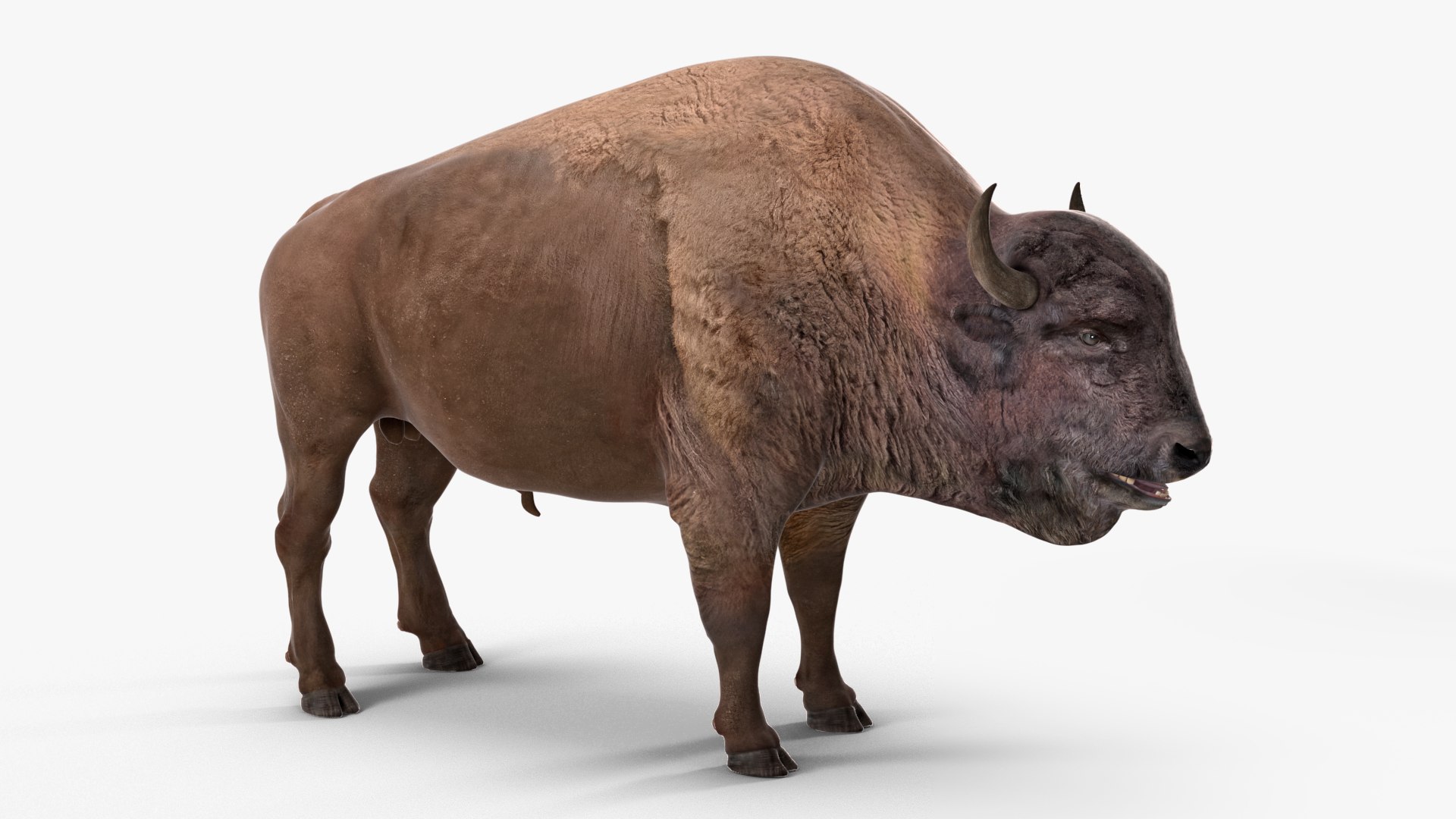 3D American Bison Rigged For Maya - TurboSquid 2267442