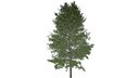 Shingle Oak Tree - 06 -