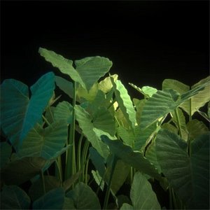 3d elephant ear plant model