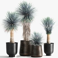 Yucca rostrata in a flowerpot for the interior 1014