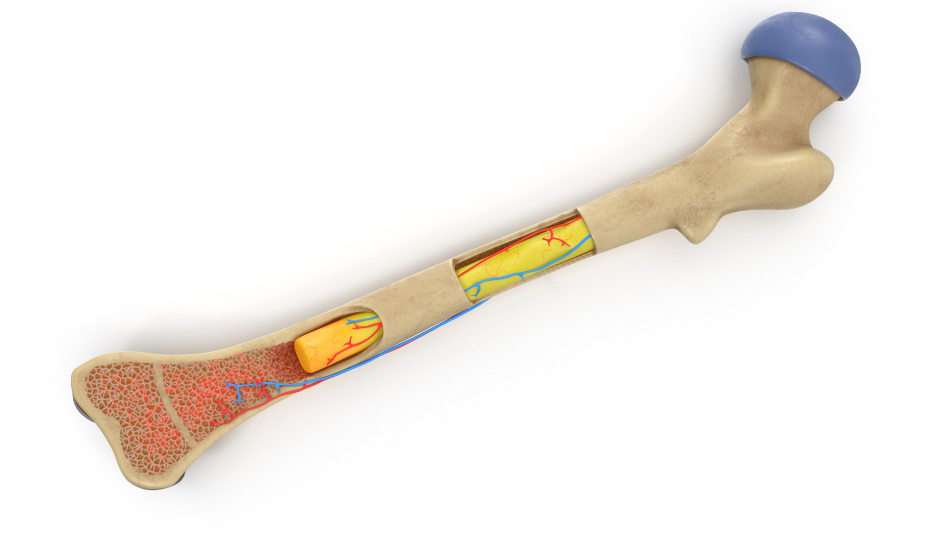 3D Human Bone Marrow Anatomy Model - TurboSquid 1654163