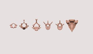vertebrae and sacrum for 3d printing model