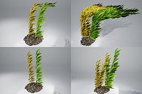 Kelp collection