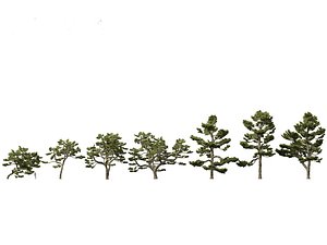 3D model Pinus thunbergii - Japanese black pine