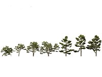 Pinus thunbergii - Japanese black pine