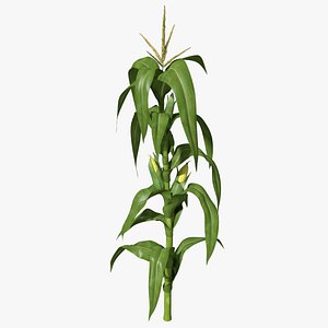 corn stalk max