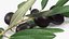 Olive Branch with Black Olives Lying 3D model