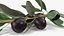 Olive Branch with Black Olives Lying 3D model