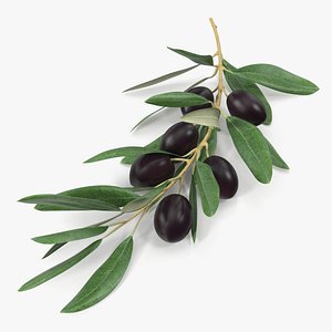 Olive Branch with Black Olives Lying 3D model
