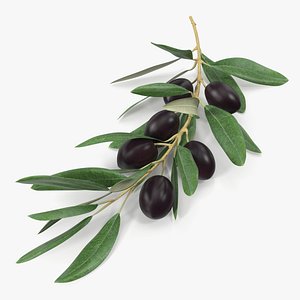 Olive Branch with Black Olives Lying