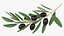 Olive Branch with Black Olives Lying 3D model