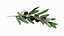 Olive Branch with Black Olives Lying 3D model