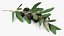 Olive Branch with Black Olives Lying 3D model
