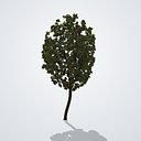 American Sweetgum Tree Autumn - Liquidambar styraciflua