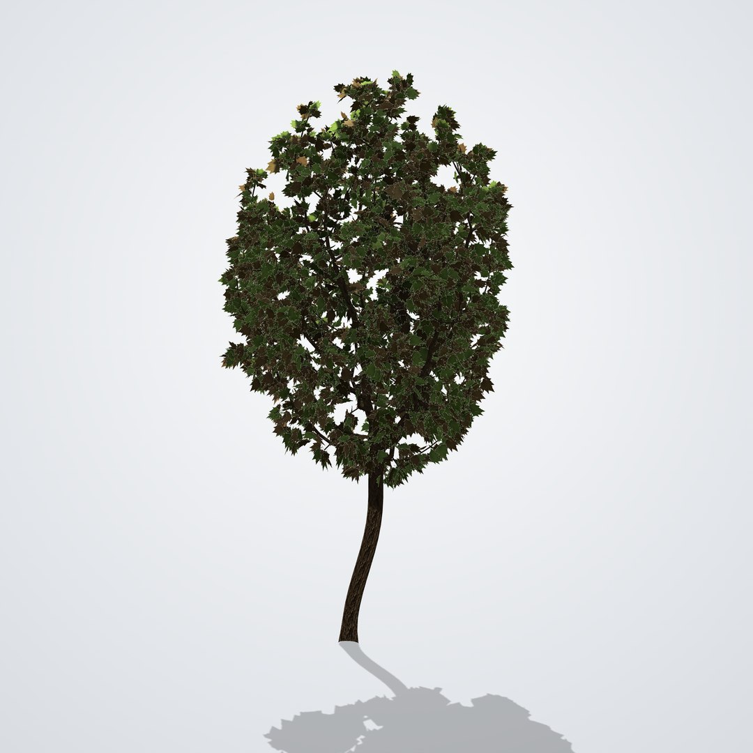 20 Trees Collection - Ornamental, Fruit and Shade Trees model https://p.turbosquid.com/ts-thumb/yF/5Wf9sV/OS/liquidambarstyraciflua_02_side_right/png/1792518171/1920x1080/fit_q87/aa3997cda8302ff056045f7a5036101010270901/liquidambarstyraciflua_02_side_right.jpg