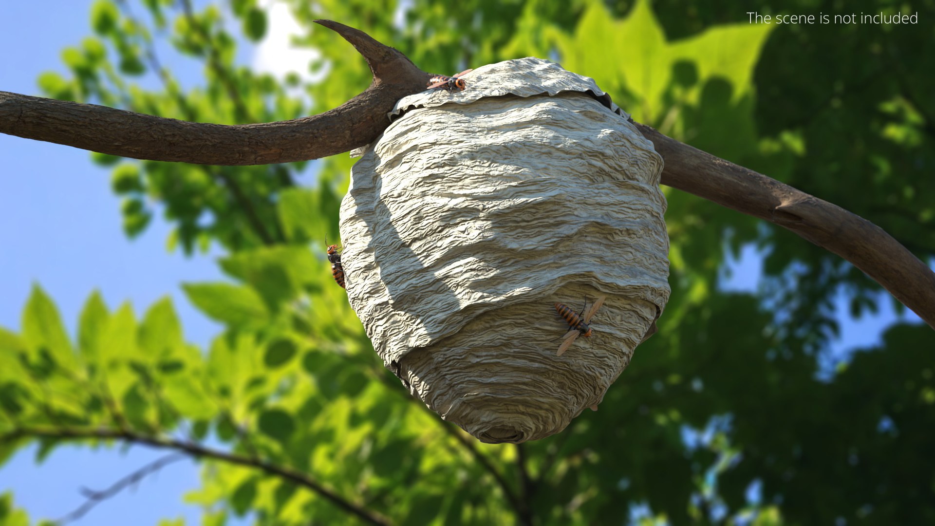 Wild Hornet Nest Covered with Crawling Wasps 3D https://p.turbosquid.com/ts-thumb/yF/CNe47K/SR/wild_hornet_nest_covered_with_crawling_wasps_003/jpg/1763434092/1920x1080/fit_q87/4fbfd6ac4fcee7279e90b972a20116e67933ad61/wild_hornet_nest_covered_with_crawling_wasps_003.jpg