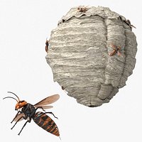Wild Hornet Nest Covered with Crawling Wasps