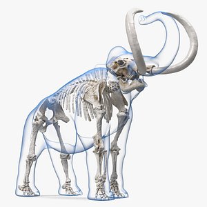 Adult Mammoth Clean Skeleton Shell Roar