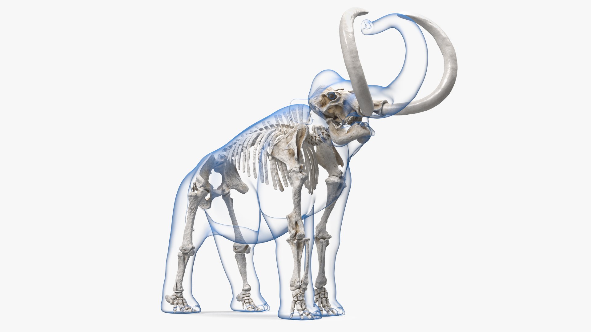 Adult Mammoth Clean Skeleton Shell Roar 3D model preview
