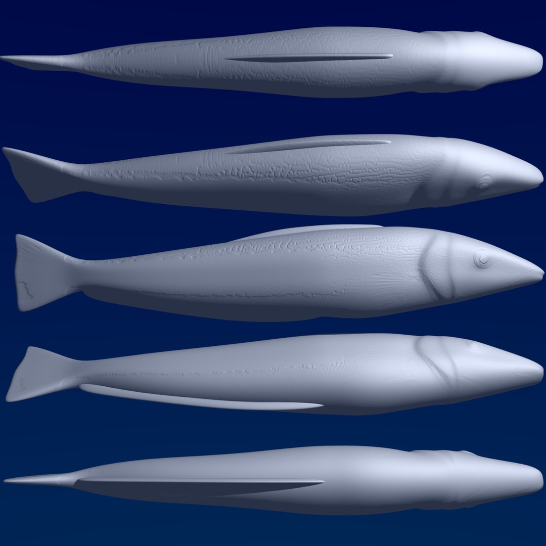 3d Model Fish