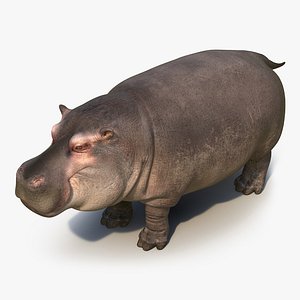 Hippopotamus