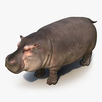 Hippopotamus