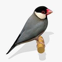 AB Java Sparrow