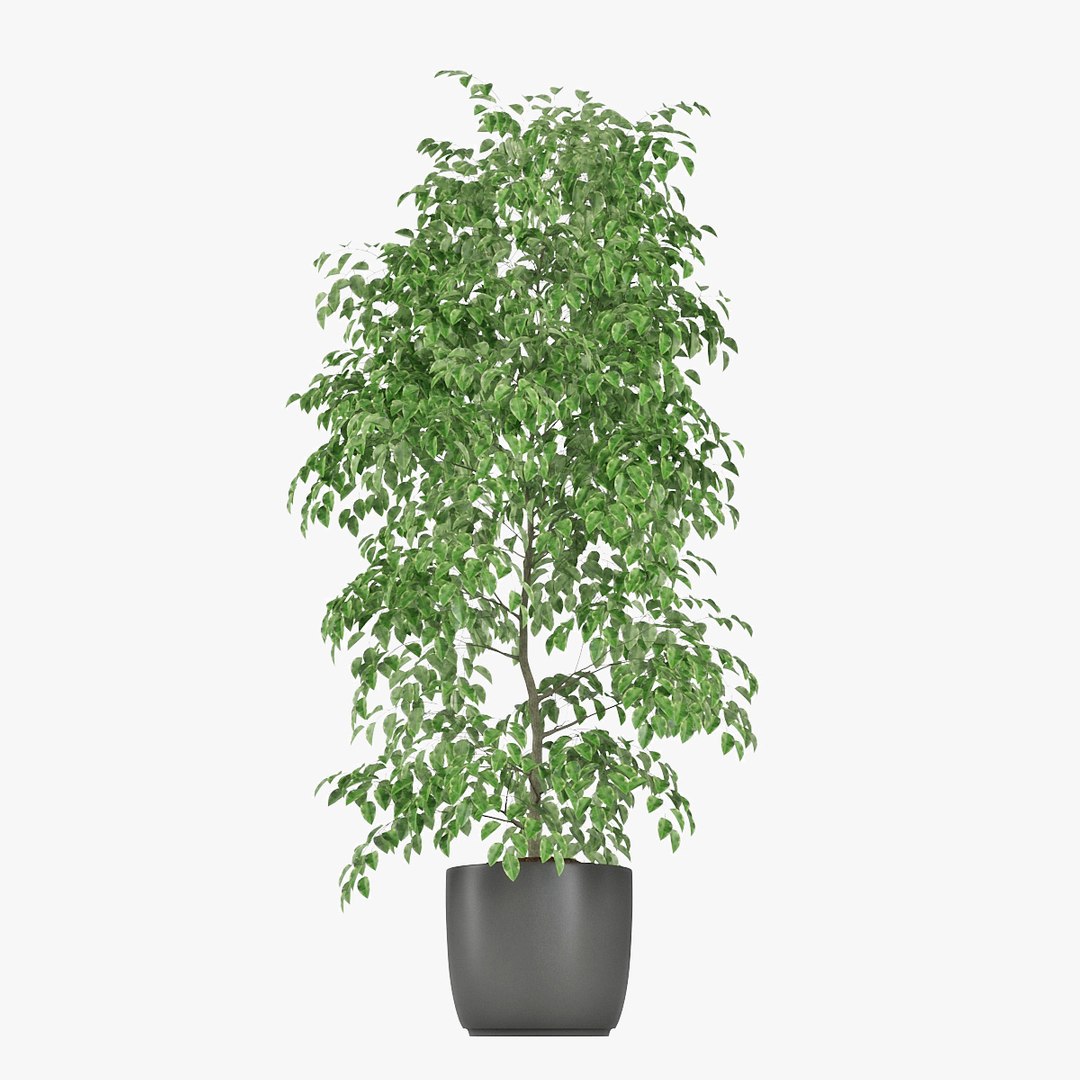 3D ficus benjamin model - TurboSquid 1436837