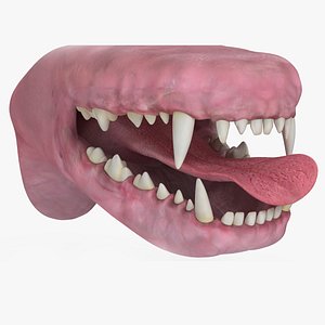Dog Jaw Anatomic Rigged for Maya