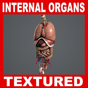 Internal Organs Anatomy Pack V04 (Textured)