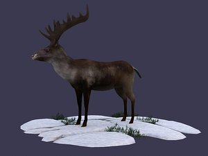 reindeer stag elk northern 3D model