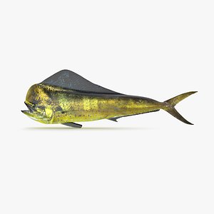 Dorado