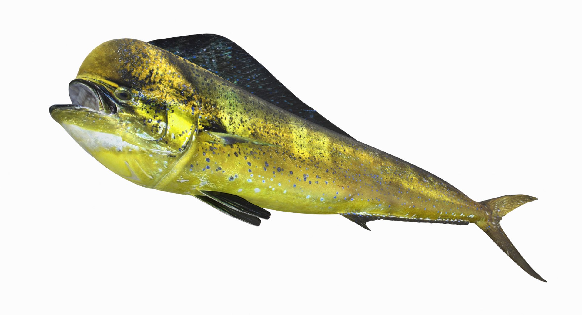 3D Dorado Pbr - TurboSquid 1296290