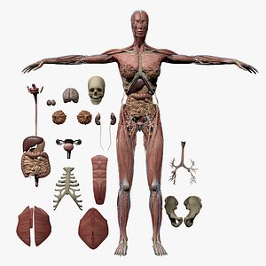 Human Anatomy Female