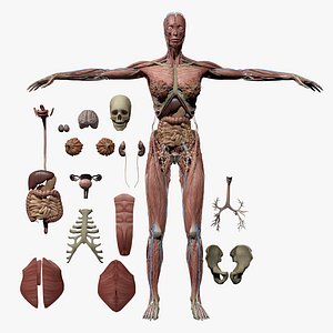 Human Anatomy Female