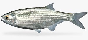 hiodon tergisus mooneye x