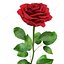 Rose v1