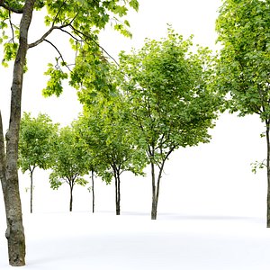 Sugar maple
