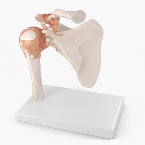 Shoulder Joint