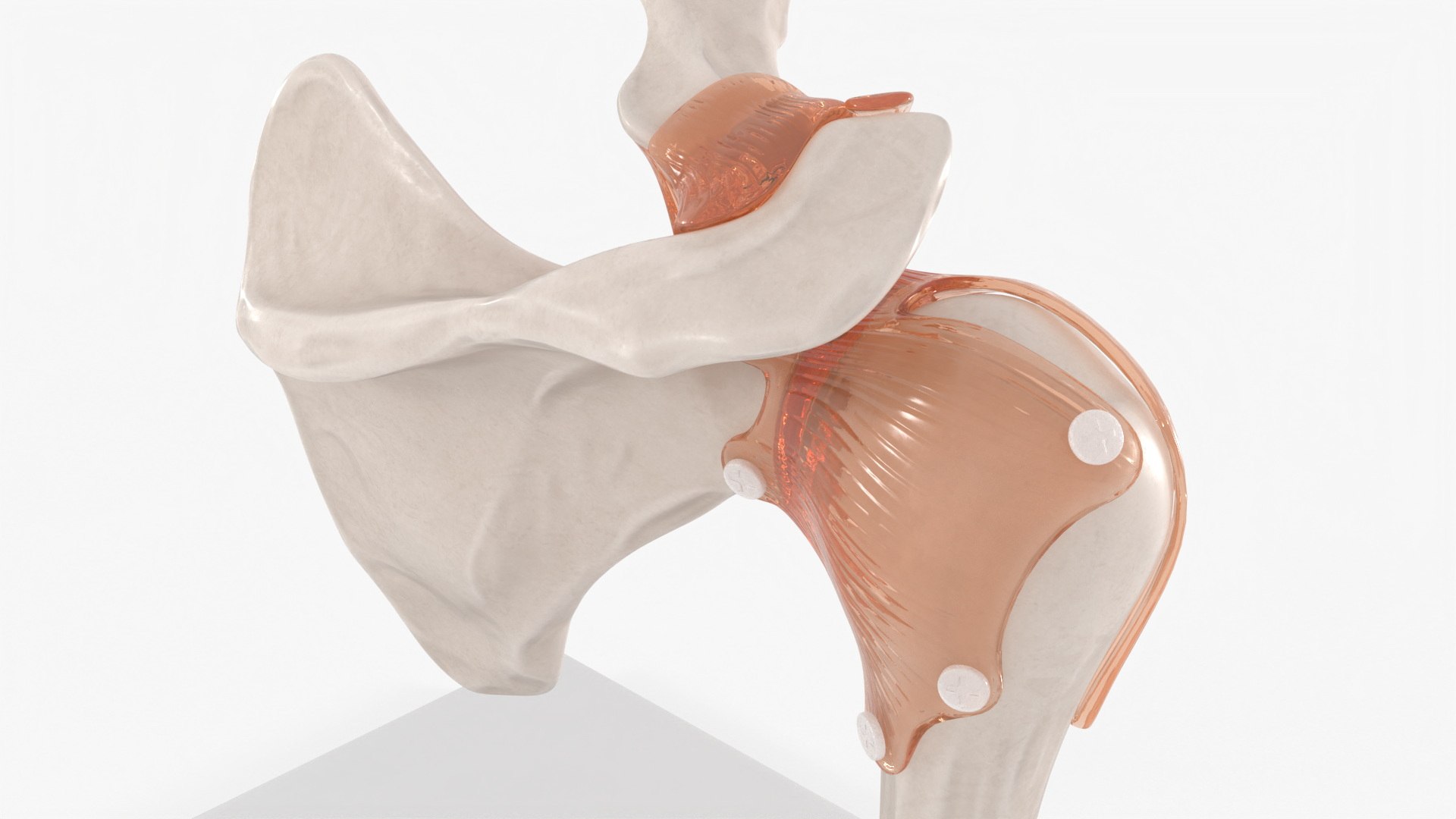 Shoulder Joint 3D Model - TurboSquid 2287835