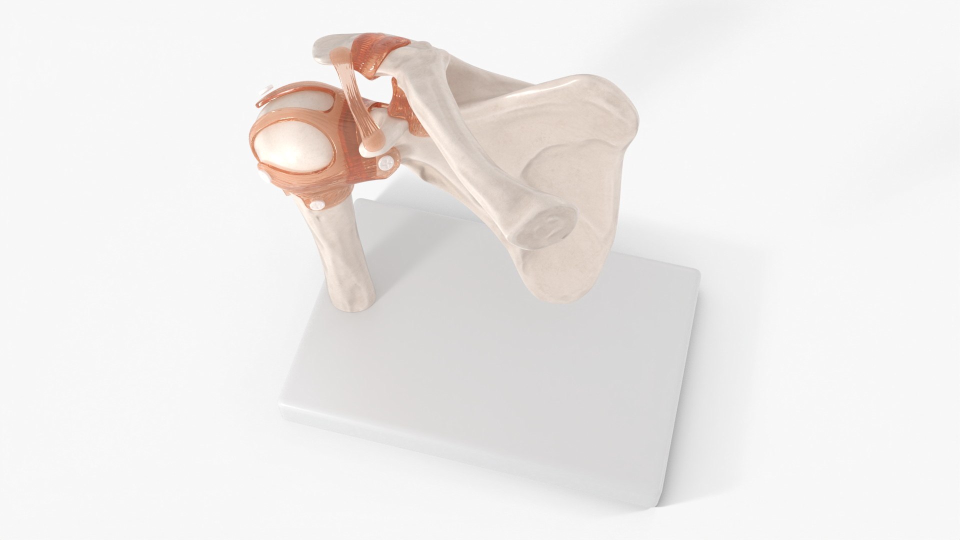 Shoulder Joint 3D Model - TurboSquid 2287835