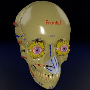 eye with complete skull 3D