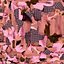 Lady in Pink