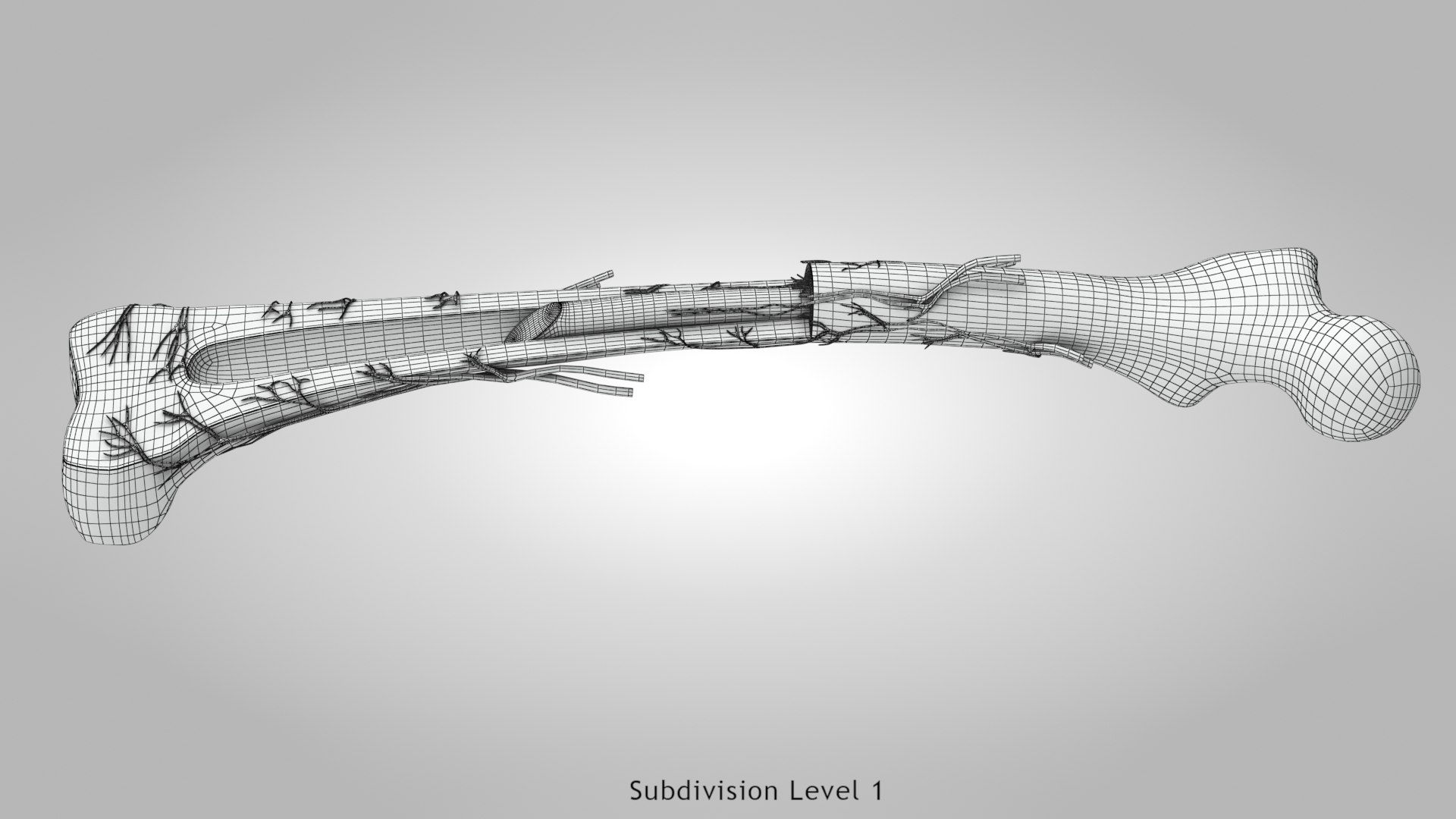 Bone Anatomy 3D Model - TurboSquid 1767779