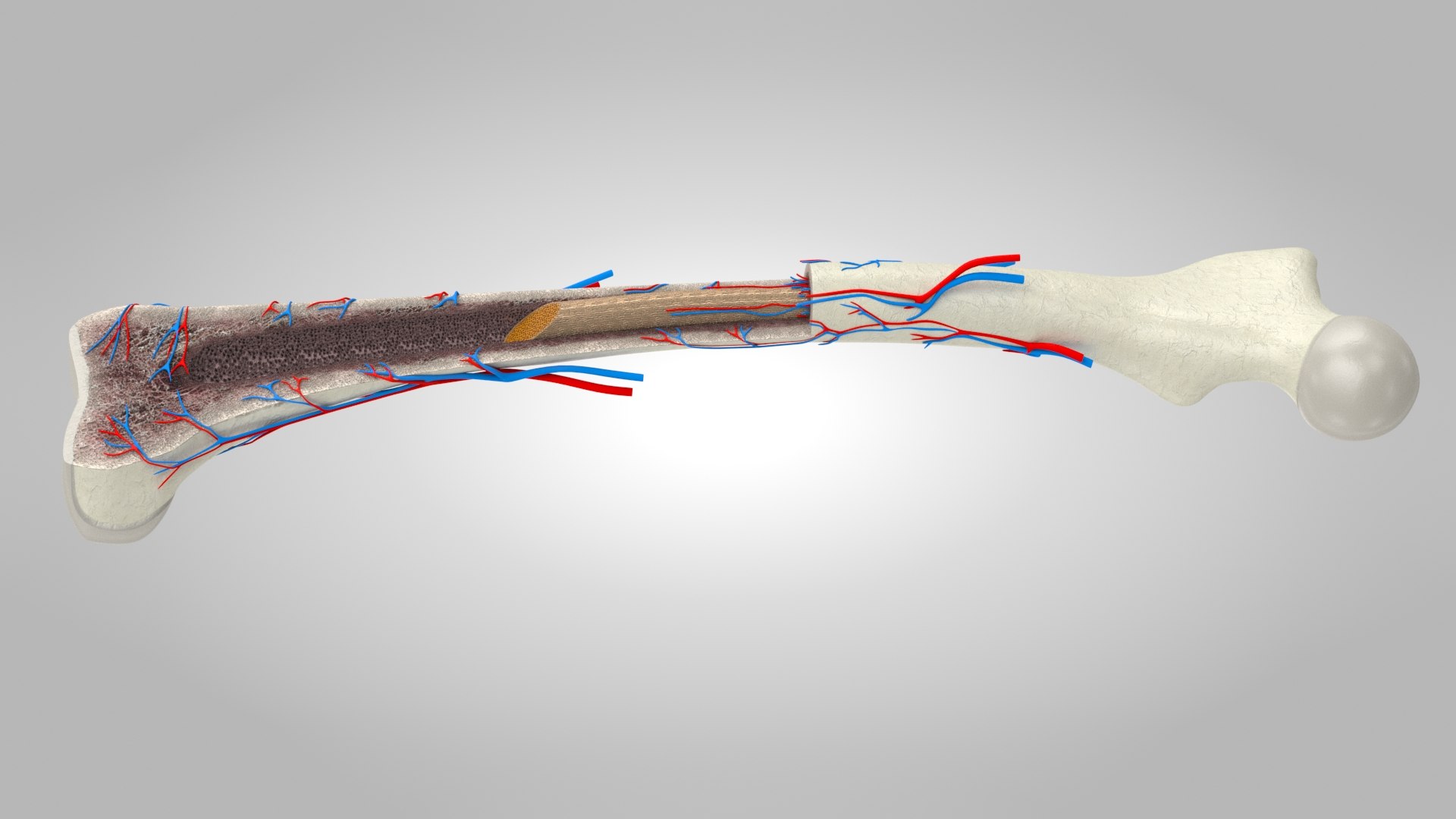Bone Anatomy 3D Model - TurboSquid 1767779
