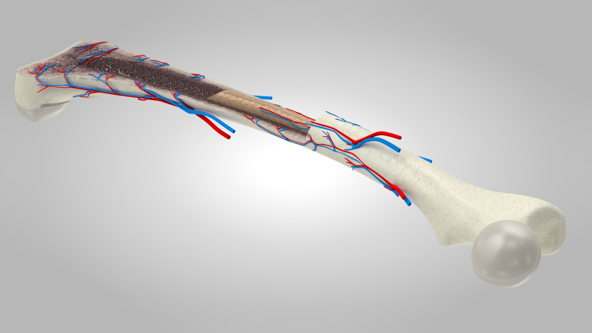 Bone Anatomy 3D Model - TurboSquid 1767779