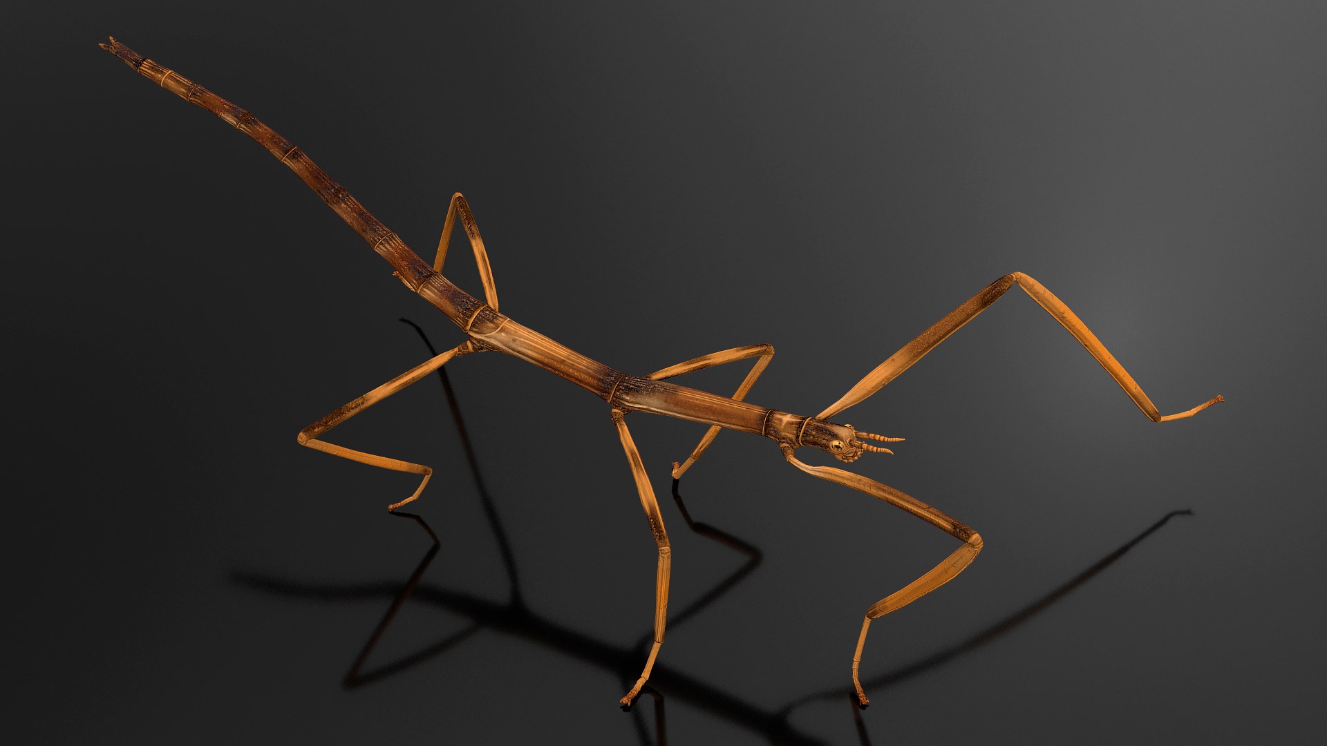 Stick Insect Brown Walking Pose 3D model preview